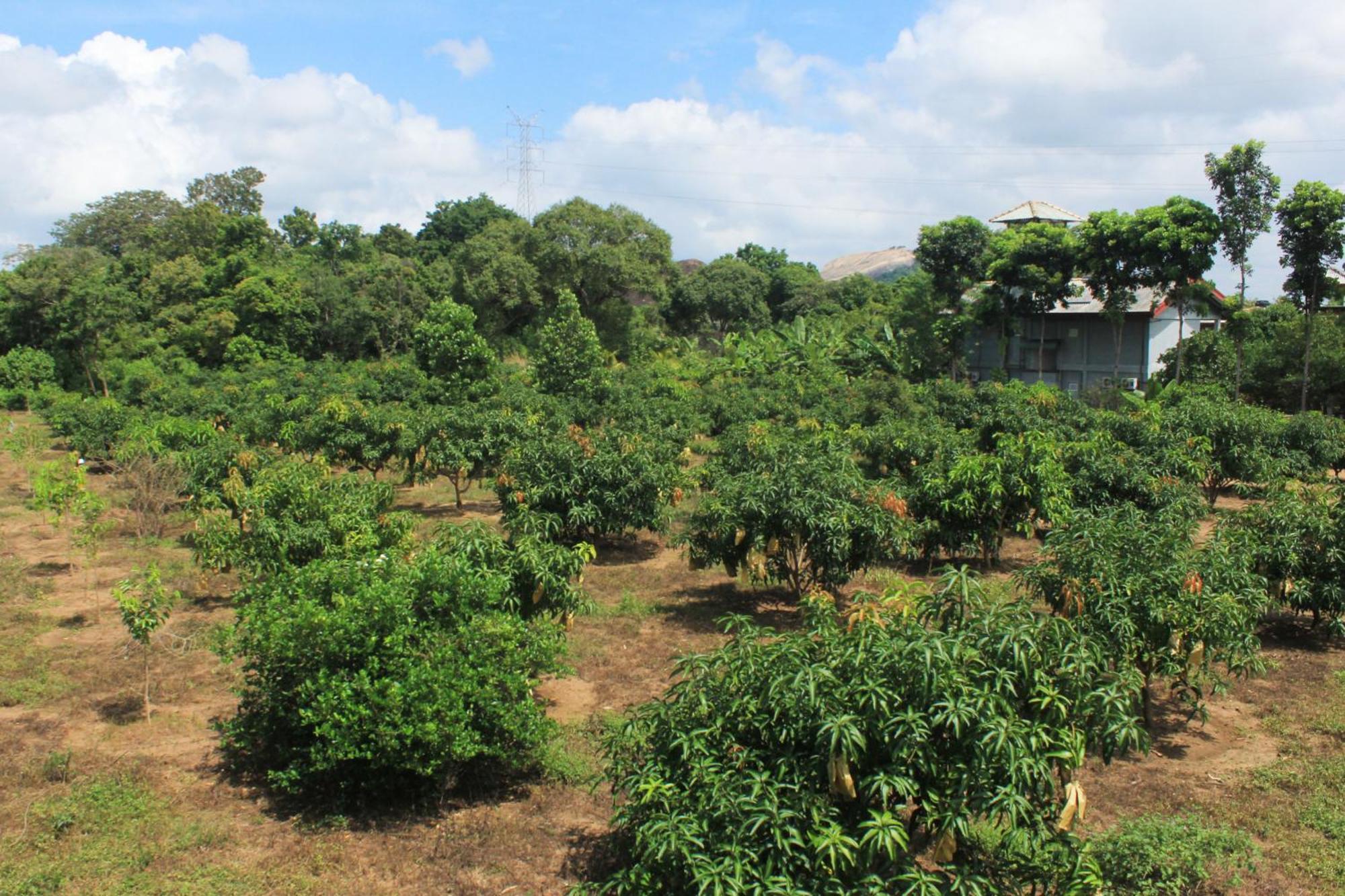 Green Hut Nature Resort 锡吉里亚 外观 照片
