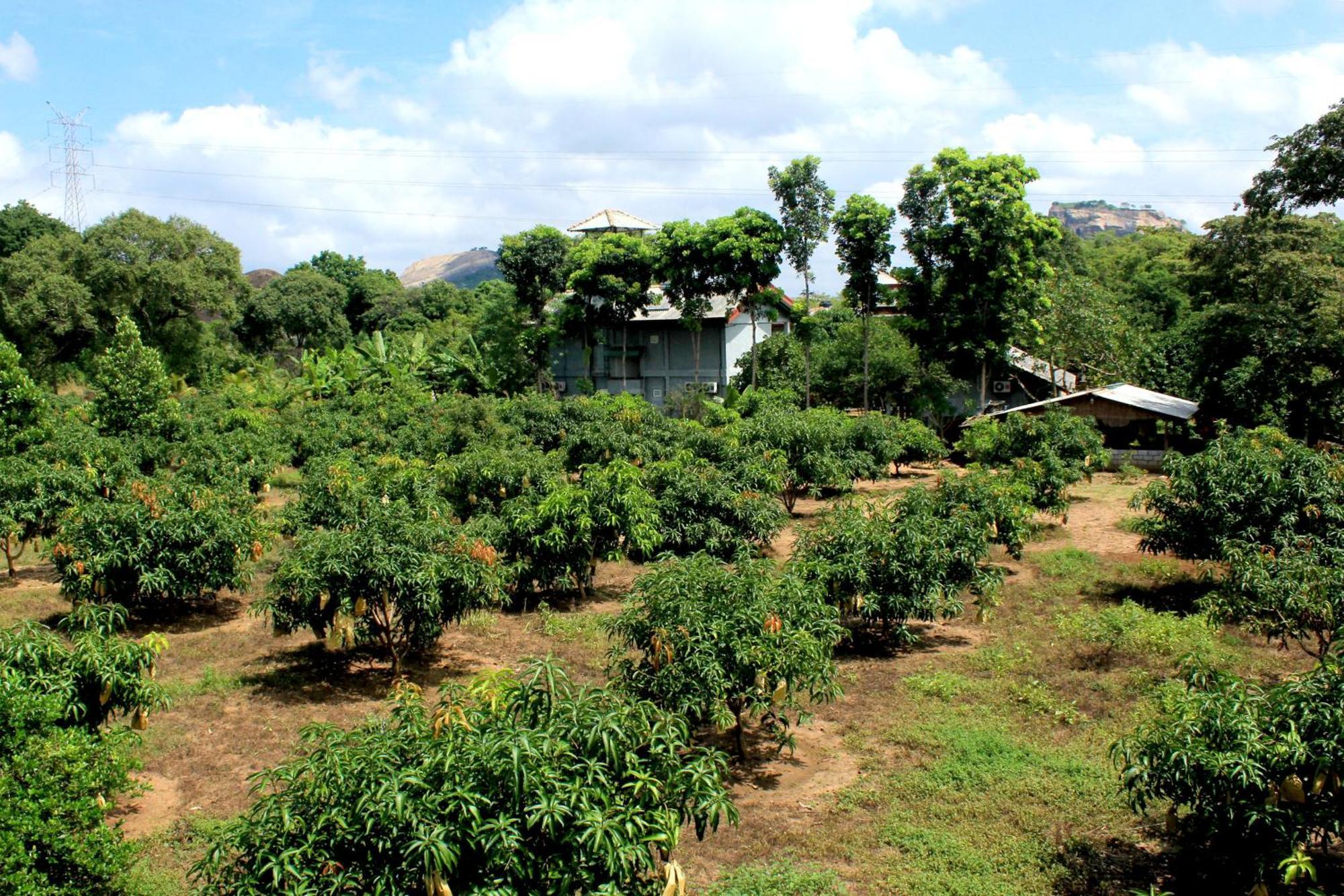 Green Hut Nature Resort 锡吉里亚 外观 照片